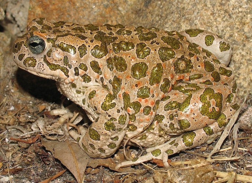 Bufo viridis - oggi Bufotes balearicus (Sardegna)